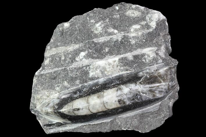 Polished Orthoceras (Cephalopod) Fossil - Morocco #84042